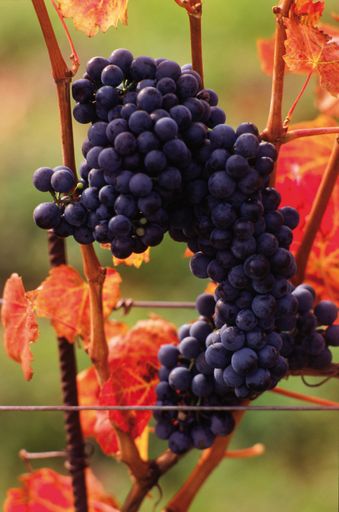 Im Herbst zeigt sich die durch den Weinanbau geprägte Seewinkelregion von ihrer schönsten Seite. St. Martins Therme & Lodge öffnet Anfang November ihre Pforten!