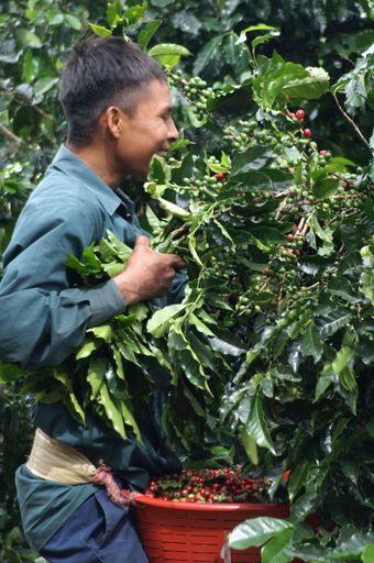 Vorschau Bild von Ernte von hochwertigen Kaffeebohnen für Starbucks