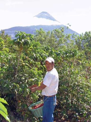 Vorschau Bild von Ernte von hochwertigen Kaffeebohnen für Starbucks