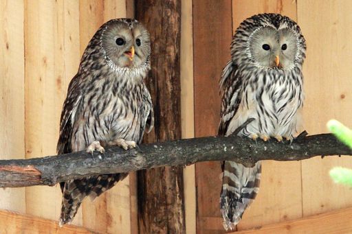 Das Habichtskauzpärchen Bonnie und Clyde lebt seit kurzem in der oststeirischen Tierwelt Herberstein..