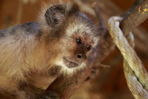  Das Alter ging auch an Kapuzineräffin Mercedes nicht spurlos vorbei. Mit 43 Jahren war sie die älteste Bewohnerin der Tierwelt Herberstein. Gestern ist sie an Altersschwäche gestorben.