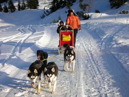 HUSKY-WEEKEND als einmaliges Erlebnis in der Alpenregion Bludenz