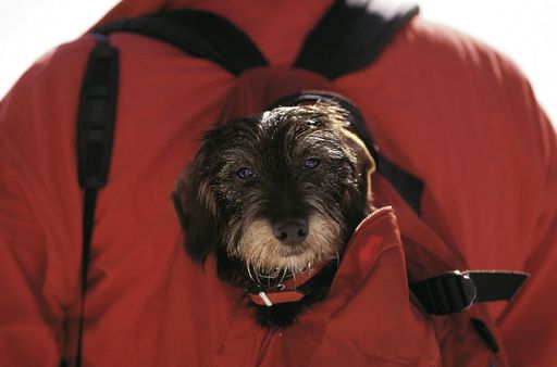 Aktiv mit Hund
