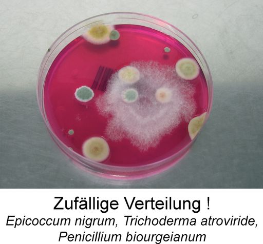 Ergebnis SchimmelCheck:Schimmelpilze