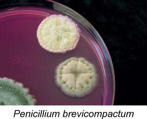 Vorschau Bild von Ergebnis SchimmelCheck: Schimmelpilze