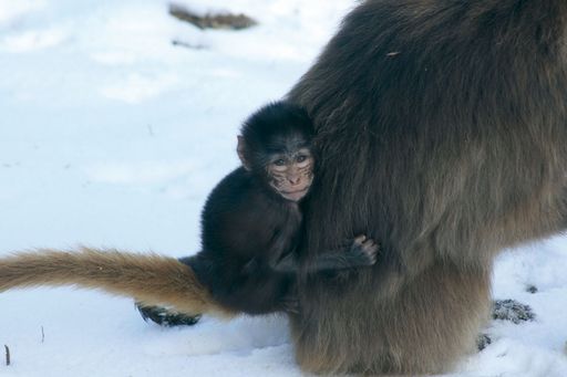 Das Silvester-Geladababy unternimmt unter Aufsicht der Affenmama bereits erste Ausflüge in den Schnee!.