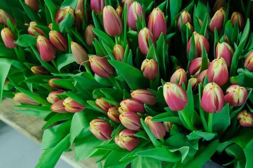 Österreichische Tulpen der Firma Waibel