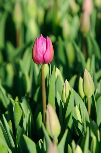 Vorschau Bild von Österreichische Tulpen der Firma Waibel