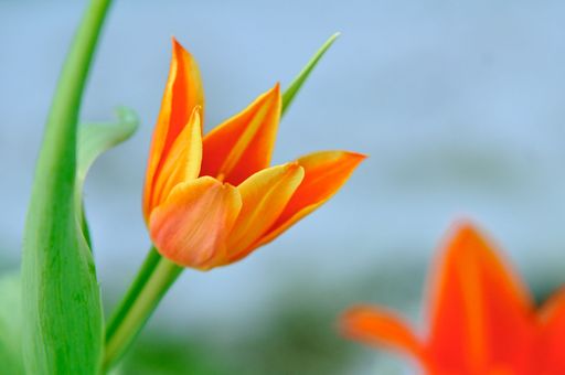 Vorschau Bild von Österreichische Tulpen der Firma Waibel