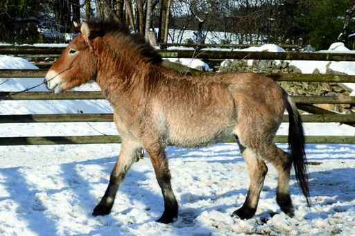 Przewalski Hengst Primus nimmt am Artenschutz teil und wird künftig in der Tierwelt Herberstein für Nachwuchs sorgen.