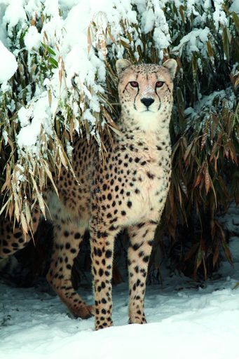 Bildtext: Der gerettete Gepard Kolloquo hat den Unfall gut überstanden und befindet sich bereits wieder in seinem winterlichen Gehege.