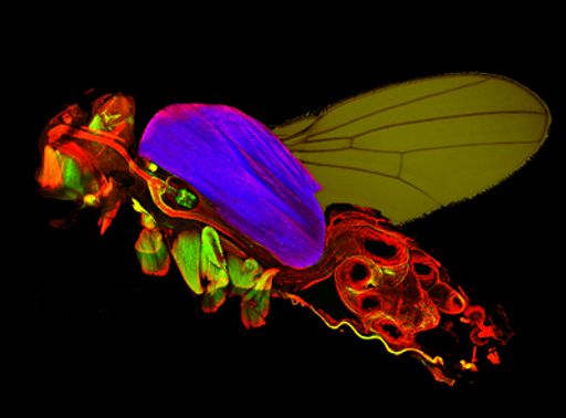 Wissenschaftler des Max-Planck-Instituts für Biochemie in Martinsried bei München haben jetzt gemeinsam mit Kollegen vom Forschungsinstitut für Molekulare Pathologie (IMP) in Wien alle Gene der Fruchtfliege Drosophila identifiziert, die eine Rolle bei der Entwicklung und Funktion von Muskeln spielen.