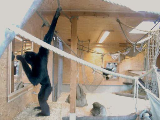 Spieglein, Spieglein an der Wand: Im Rahmen eines Forschungsprojektes blicken die Siamangs in der Tierwelt Herberstein in den Spiegel.