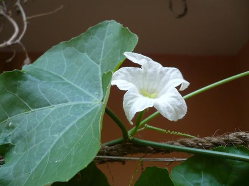  Pflanze: Coccinia indica (Scharlachranke), Indien