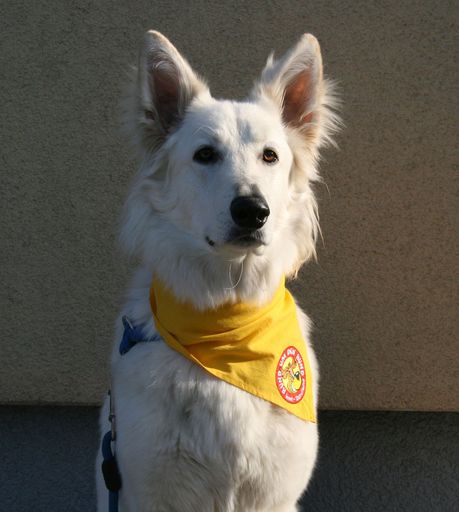  Wirksame Unfallvermeidung durch Aufklärung. Im Bild: Schulhund Daily