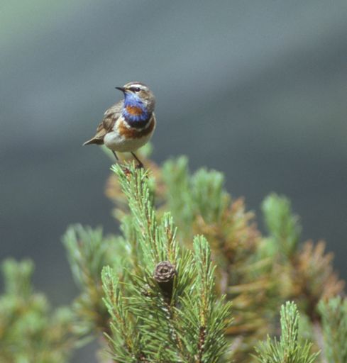 Das seltene, auf der Roten Liste stehende Rotsternige Blaukelchen wurde im Seidlwinkltal in Rauris gefunden.