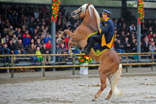 Haflinger Weltausstellung 2010 Eröffnung. Bild zeigt: Haflinger Weltausstellung