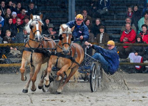 Vorschau Bild von Haflinger Weltausstellung 2010 Eröffnung. Bild zeigt: Gespann