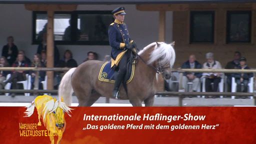 Am Fohlenhof Ebbs findet derzeit die fünfte Haflinger Weltausstellung statt. Über 1.000 aus der ganzen Welt sind gekommen. Noch bis zum Sonntag ist die beeindruckende Haflinger-Show zu sehen.