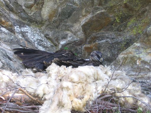 Vorschau Bild von Die jungen Bartgeier in ihrem neuen Zuhause, einem Horst hoch über dem Kalser Dorfertal. Ab sofort können Besucher in der nähe des Kalser Tauernhauses bei einem Info- und Beobachtungsstand des Nationalparks Hohe Tauern alles über die Bartgeier erfahren.