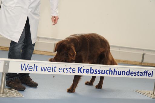  Beim medizinischen Pilotversuch der DARWIN Gmbh in der Steiermark (A) erkannten die speziell ausgebildeten Hunde beim Atemluftest über 93 % der 2.250 Überprüfungen richtig und bestätigten eindrucksvoll diese These.