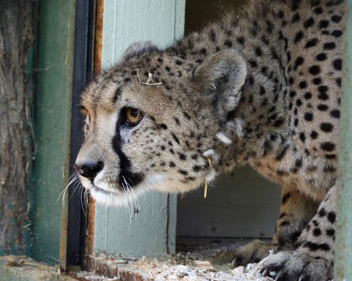 Gepardin Sun aus dem Zoo Salzburg verbringt einen Liebesurlaub in der oststeirischen Tierwelt Herberstein.