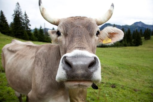 Vorschau Bild von Von ihr kommt der gute Vorarlberger Alpkäse. Braunvieh auf der Alpe Schöner Mann.