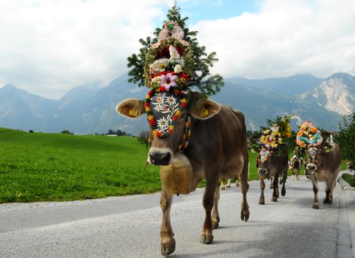 Am 18. und 25.September 2010 zeigen Zenzi & Co ihren flottem Hüftschwung beim Reither Almabtrieb in Tirol.