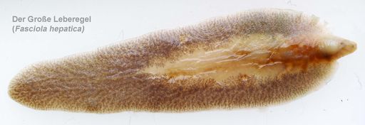  Lichtmikroskopische Aufnahme des Großen Leberegels (Fasciola hepatica) - Originalgröße ca. 3 cm.