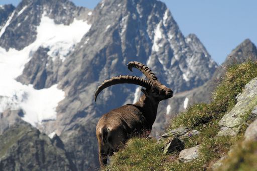 Ausgesuchte Europa Wanderhotels bieten Wildtiersafaris und professionelle Naturbeobachtung in den schönsten Gegenden der Alpen an: "Universum" live!