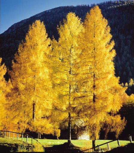 Vorschau Bild von Die sogenannten brennenden Lärchen verwandeln das Mieminger Plateau Herbst für Herbst in ein Farbenmeer aus rot, gelb und orange.