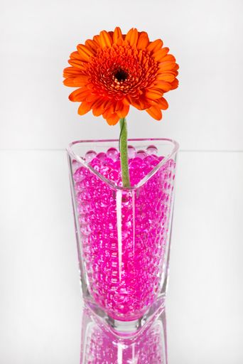 Für alle modebewussten Interieurliebhaber bieten wir nun eine stylische Art der Pflanzenaufbereitung anhand eines farbigen Wasserspeichers.
