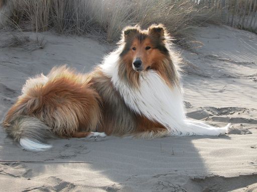 Collie langhaar