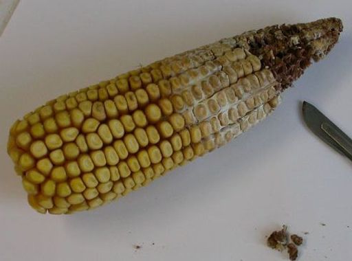 Von Fusarien befallener Maiskolben