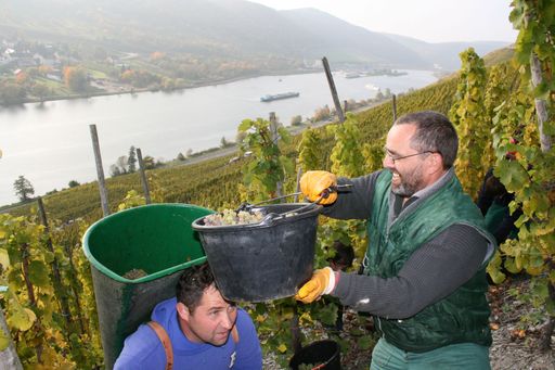 Weinlese in der Steillage "Wehlener Sonnenuhr" an der Mosel: Der Steillagen-Riesling profitierte von der Oktobersonne. Foto: Moselwein e.V./Ansgar Schmitz Die Verwendung dieses Bildes ist für redaktionelle Zwecke honorarfrei.