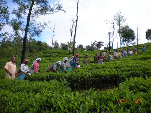  "Indische ArbeiterInnen bei der Ernte in Kerala/Südindien"