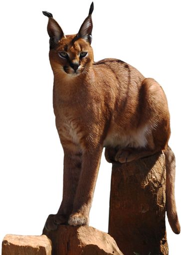 Vorschau Bild von Aus dem Raubtier Karakal und der sanften Maine Coon-Hauskatze wollen Züchter eine neue Rasse erschaffen: die Caracat.
