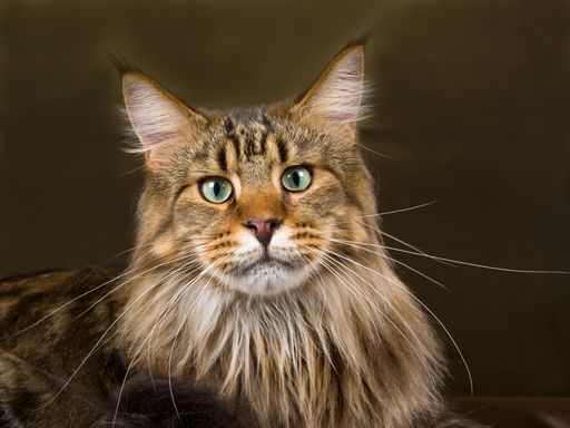 Aus dem Raubtier Karakal und der sanften Maine Coon-Hauskatze wollen Züchter eine neue Rasse erschaffen: die Caracat.
