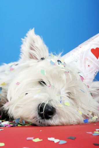 Vorschau Bild von Silvester-Party nach Hundeart: Garantiert knallfreie "Hunde WILLKOMMEN!"- Häuser gibt es jetzt auf hunde-urlaub.net