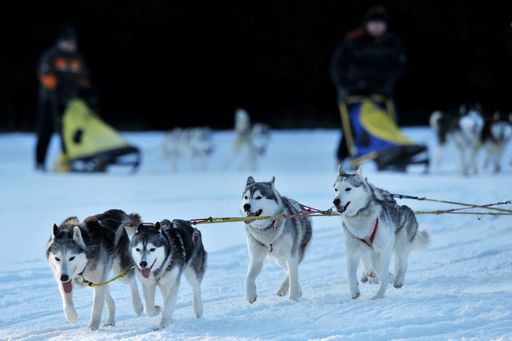  Schlittenhunde Grundkurs, Dinner im Iglu, Alpenüberquerung im Heißluftballon & Co - schöne Zeit in variantenreicher Ausprägung auf www.mydays.at.