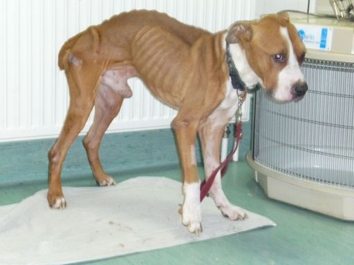 Bis auf die Knochen abgemagert und völlig erschöpft im Schnee liegend wurde vorgestern der Pitbull Terrier Lowie von Passantinnen in Wien-Kagran aufgefunden.