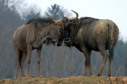Stolz blickt Herberstein auf das abgelaufene Jahr zurück. Mit 181.000 Gästen gibt es neuerlichen Besucherrekord! Im Tierreich bahnt sich gerade eine Lovestory an! Die Streifengnus Romeo und Julia genießen zu Jahresbeginn eine junge Liebe auf den ersten Blick.