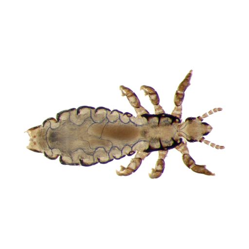 Vorschau Bild von Tracheensystem der Kopflaus in stereomikroskopischer Aufnahme nach der Behandlung mit NYDA(R) (blau gefärbt).