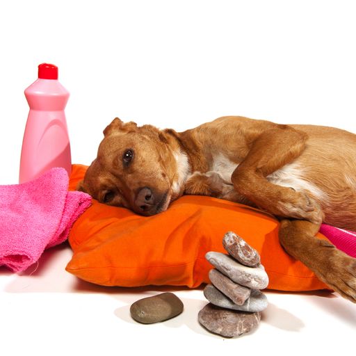  Ab sofort findet der Hundeurlauber auf hunde-urlaub.net "Hunde WILLKOMMEN!"-Hotels für seinen Wellness-Urlaub.