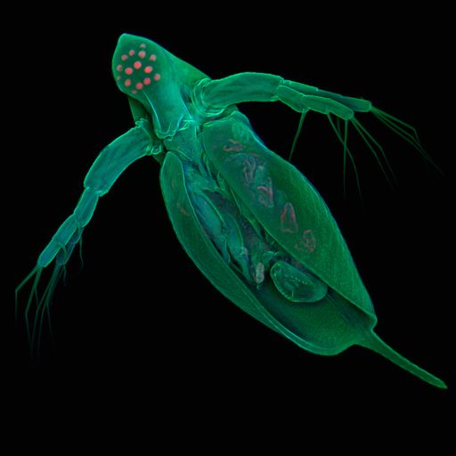 Der Wasserfloh Daphnia pulex