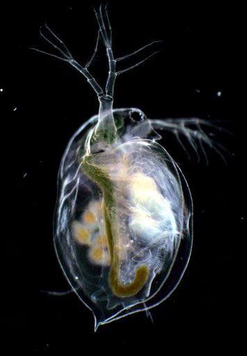 Vorschau Bild von Der Wasserfloh Daphnia pulex