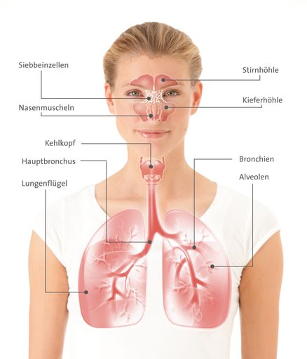 Vorschau Bild von Wenn dieses typische Gefühl "Alles zu" entsteht, wenn sich die Schleimhäute der Atemwege entzünden und anschwellen, wenn die Nase nicht mehr rinnt, sondern zunehmend verstopft, dann sollte man rasch zu einem guten schleimlösenden Medikament greifen.