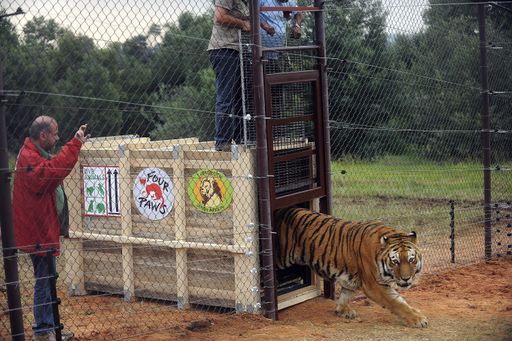 Tiger Martin. Links im Bild: Helmut Dungler, CEO von VIER PFOTEN