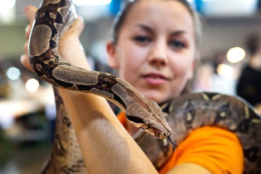 http://pressefotos.at/m.php?g=1&u=66&dir=201103&e=20110306_e&a=event
Im Bild: EXOTICA hautnah - ein Einblick in die Welt der Reptilien