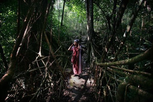 Vorschau Bild von Meghalaya, India. Villagers crossing living bridges made from strangler figs.